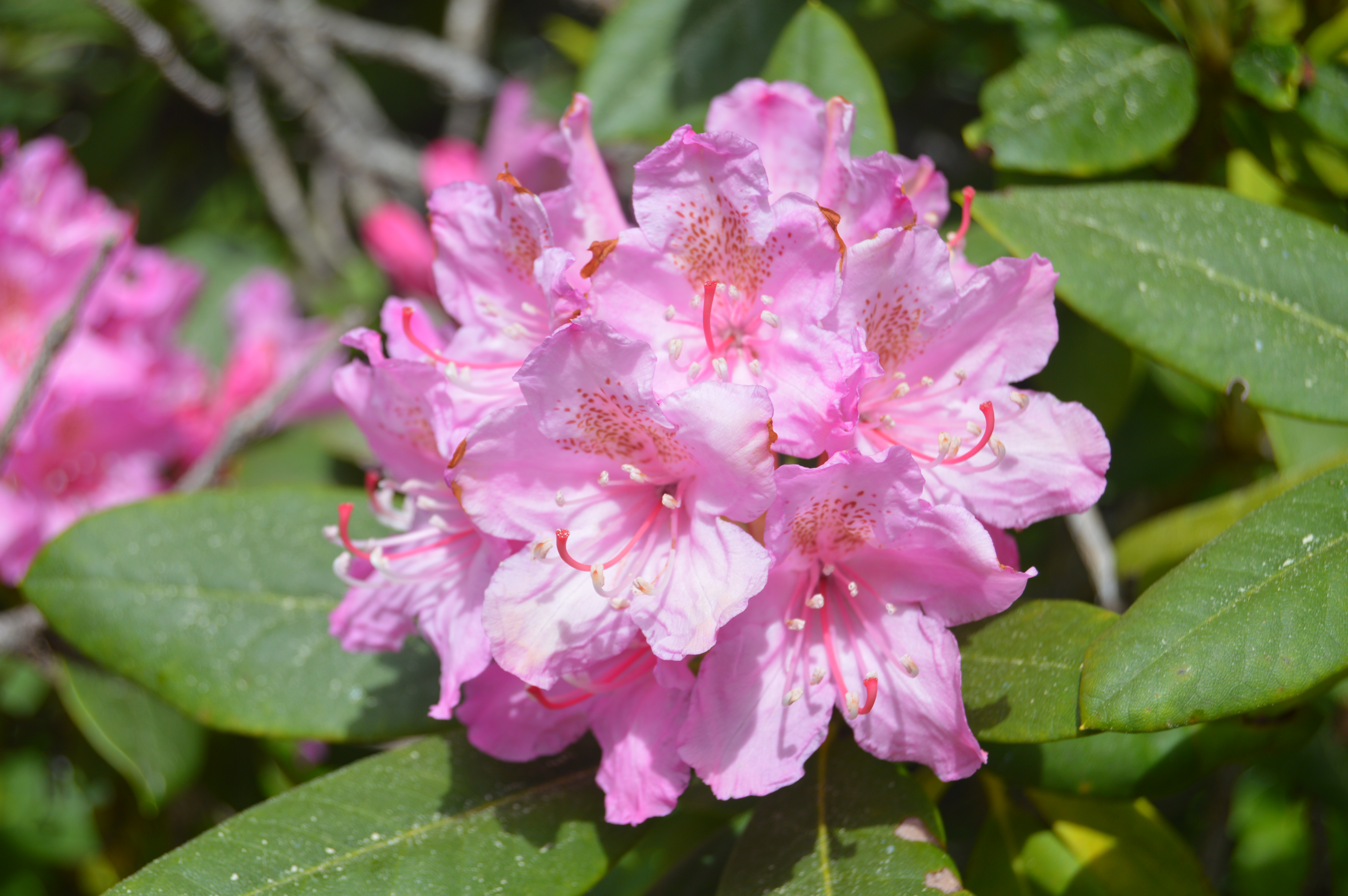 Rhododendron
